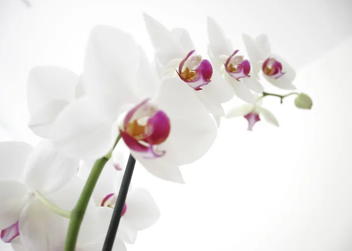 Sorriso Venezia Lido