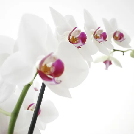 Sorriso Venezia Lido